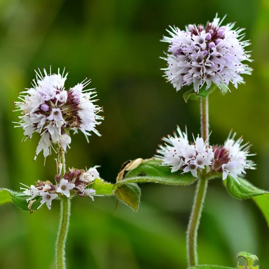 Bergamot Mint Essential Oil