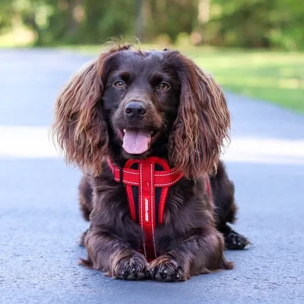 EzyDog CHEST PLATE™ DOG HARNESS